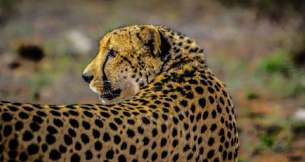 Collegiate-vs-Eat-Kill-Featured-Image
